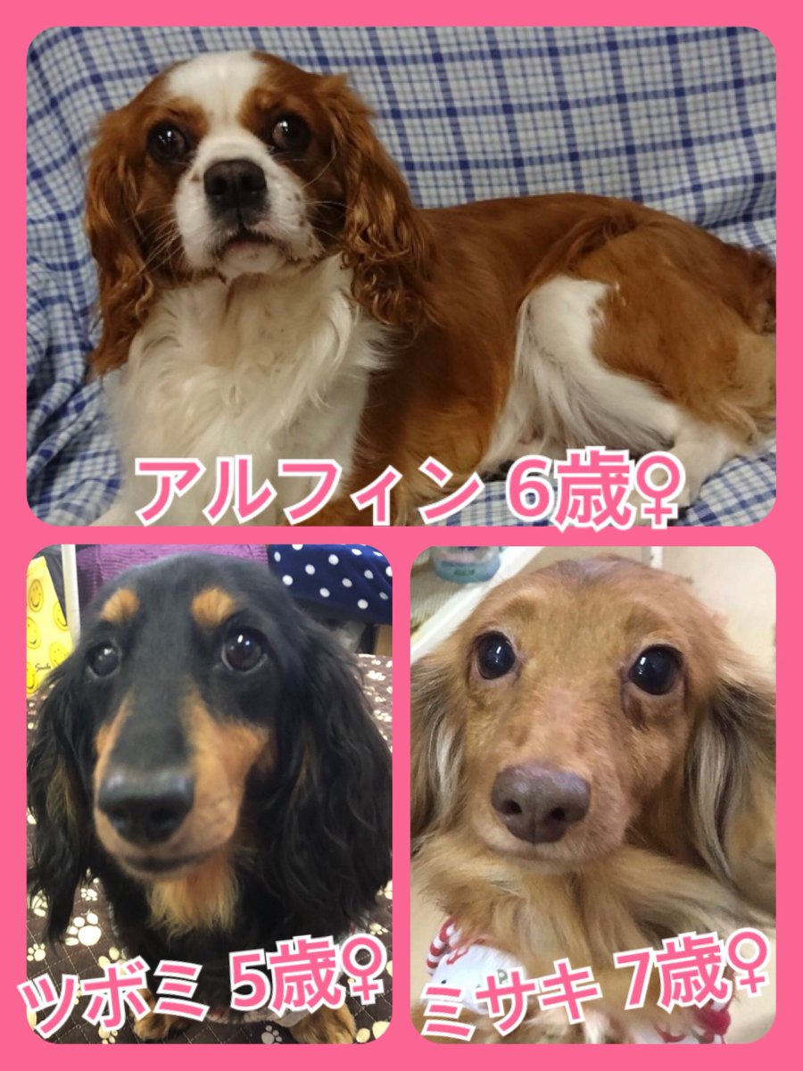 🐾今日の里親様募集中ワンコ🐶メンバーです🐾2019,6,21